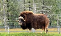 Alaska Wildlife Park (5) &ndash; &copy; Marcus Hasselhorst (Eberhardt TRAVEL)