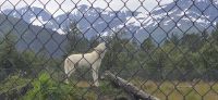 Alaska Wildlife Park (6) &ndash; &copy; Marcus Hasselhorst (Eberhardt TRAVEL)