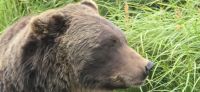 Alaska Wildlife Park (7) &ndash; &copy; Marcus Hasselhorst (Eberhardt TRAVEL)