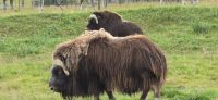 Alaska Wildlife Park (10) &ndash; &copy; Marcus Hasselhorst (Eberhardt TRAVEL)