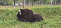 Alaska Wildlife Park (11) &ndash; &copy; Marcus Hasselhorst (Eberhardt TRAVEL)
