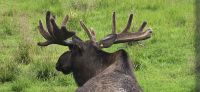 Alaska Wildlife Park (12) &ndash; &copy; Marcus Hasselhorst (Eberhardt TRAVEL)