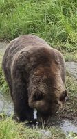 Alaska Wildlife Park (13) &ndash; &copy; Marcus Hasselhorst (Eberhardt TRAVEL)