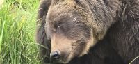 Alaska Wildlife Park (14) &ndash; &copy; Marcus Hasselhorst (Eberhardt TRAVEL)