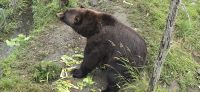 Alaska Wildlife Park (17) &ndash; &copy; Marcus Hasselhorst (Eberhardt TRAVEL)