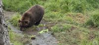 Alaska Wildlife Park (18) &ndash; &copy; Marcus Hasselhorst (Eberhardt TRAVEL)
