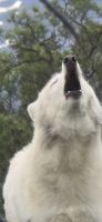Alaska Wildlife Park (20) &ndash; &copy; Marcus Hasselhorst (Eberhardt TRAVEL)