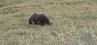Denali NP (3) &ndash; &copy; Marcus Hasselhorst (Eberhardt TRAVEL)