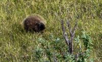 Denali NP (26) &ndash; &copy; Marcus Hasselhorst (Eberhardt TRAVEL)