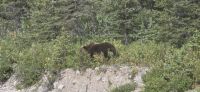 Denali NP (27) &ndash; &copy; Marcus Hasselhorst (Eberhardt TRAVEL)