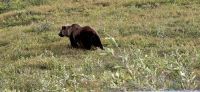 Denali NP (30) &ndash; &copy; Marcus Hasselhorst (Eberhardt TRAVEL)