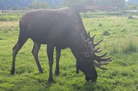 Elch im Alaska Wildlife Conservation Center 