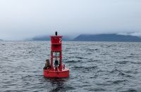 Seerobbe bei der Whales and Mammals Cruise 
