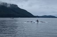 Bubble Feeding Whale Watching 