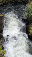 Lachse im Ketchikan Creek &ndash; &copy; Natalie Hady (Eberhardt TRAVEL)