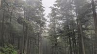 Tongass National Forest 