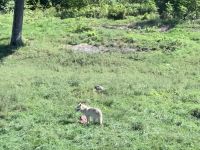 Omega Wildpark  &ndash; &copy; Sabine Letzybyll (Eberhardt TRAVEL)