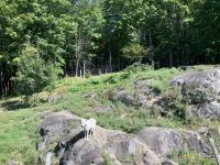 Omega Wildpark  &ndash; &copy; Sabine Letzybyll (Eberhardt TRAVEL)