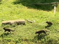 Omega Wildpark  &ndash; &copy; Sabine Letzybyll (Eberhardt TRAVEL)