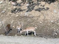 Omega Wildpark  &ndash; &copy; Sabine Letzybyll (Eberhardt TRAVEL)