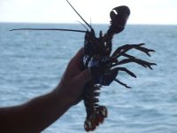 Hummer - Lobster &ndash; &copy; Sabine Letzybyll (Eberhardt TRAVEL)