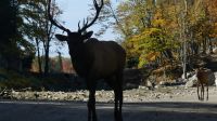Omega Wildpark, Wapiti &ndash; &copy; Frank Nimschowski (Eberhardt TRAVEL)