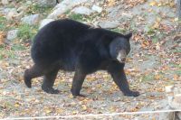 Omega Wildpark, Schwarzbär &ndash; &copy; Frank Nimschowski (Eberhardt TRAVEL)