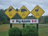 Big Apple (1) &ndash; &copy; Marcus Hasselhorst (Eberhardt TRAVEL)