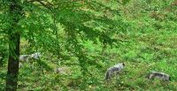 Wildlife im Omega Parc (14) &ndash; &copy; Marcus Hasselhorst (Eberhardt TRAVEL)