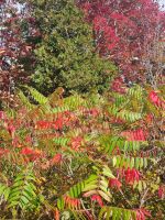 Indian Summer (5) &ndash; &copy; Marcus Hasselhorst (Eberhardt TRAVEL)