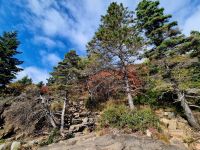 Im Acadia NP (13) &ndash; &copy; Marcus Hasselhorst (Eberhardt TRAVEL)