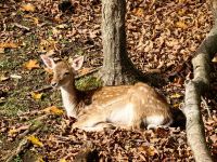 Damhirschweibchen, Omegapark &ndash; &copy; Simone Willner (Eberhardt TRAVEL)
