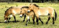 Mongolische Wildpferde im Omegapark &ndash; &copy; Simone Willner (Eberhardt TRAVEL)