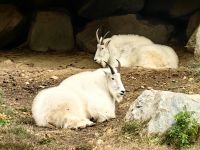 Bergziege im Omegapark &ndash; &copy; Simone Willner (Eberhardt TRAVEL)