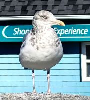 Möwe Jonathan &ndash; &copy; Simone Willner (Eberhardt TRAVEL)