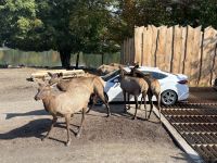 Ost-Kanada zum Indian Summer - Omega Wildpark  &ndash; &copy; Heike Wagner (Eberhardt TRAVEL)