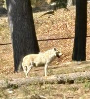 Ost-Kanada zum Indian Summer - Omega Wildpark  &ndash; &copy; Heike Wagner (Eberhardt TRAVEL)
