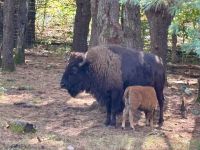 Ost-Kanada zum Indian Summer - Omega Wildpark  &ndash; &copy; Heike Wagner (Eberhardt TRAVEL)