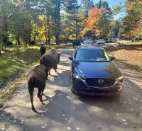 Ost-Kanada zum Indian Summer - Omega Wildpark  &ndash; &copy; Heike Wagner (Eberhardt TRAVEL)