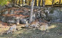 Ost-Kanada zum Indian Summer - Omega Wildpark  &ndash; &copy; Heike Wagner (Eberhardt TRAVEL)