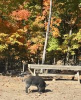 Ost-Kanada zum Indian Summer - Omega Wildpark  &ndash; &copy; Heike Wagner (Eberhardt TRAVEL)