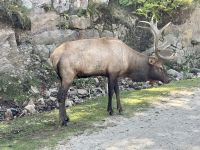 Ost-Kanada zum Indian Summer - Omega Wildpark  &ndash; &copy; Heike Wagner (Eberhardt TRAVEL)