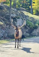 Ost-Kanada zum Indian Summer - Omega Wildpark  &ndash; &copy; Heike Wagner (Eberhardt TRAVEL)