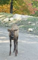 Ost-Kanada zum Indian Summer - Omega Wildpark  &ndash; &copy; Heike Wagner (Eberhardt TRAVEL)