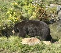 Ost-Kanada zum Indian Summer - Omega Wildpark  &ndash; &copy; Heike Wagner (Eberhardt TRAVEL)