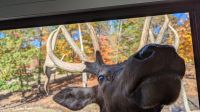 Omega Park Hirsch &ndash; &copy; Natalie Hady (Eberhardt TRAVEL)