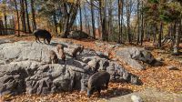 Omega Park Wildschweine &ndash; &copy; Natalie Hady (Eberhardt TRAVEL)