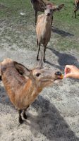Omega Park Füttern mit Möhren &ndash; &copy; Natalie Hady (Eberhardt TRAVEL)