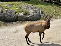 Omega – Wildpark &ndash; &copy; Carmen Kiefer (Eberhardt TRAVEL)