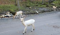 Omega Tierpark (3) &ndash; &copy; Marcus Hasselhorst (Eberhardt TRAVEL)